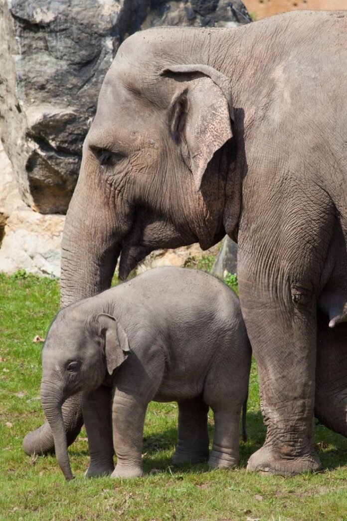 ElephantBirth